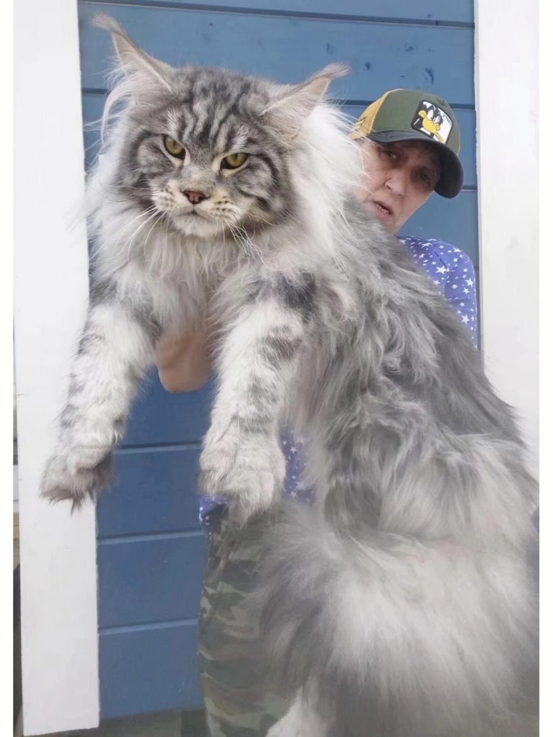 世界上最大的缅因猫缅因猫俄系野兽系列
