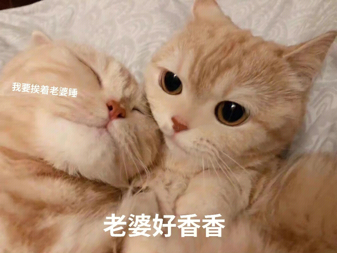 猫咪叫老婆的表情包图片