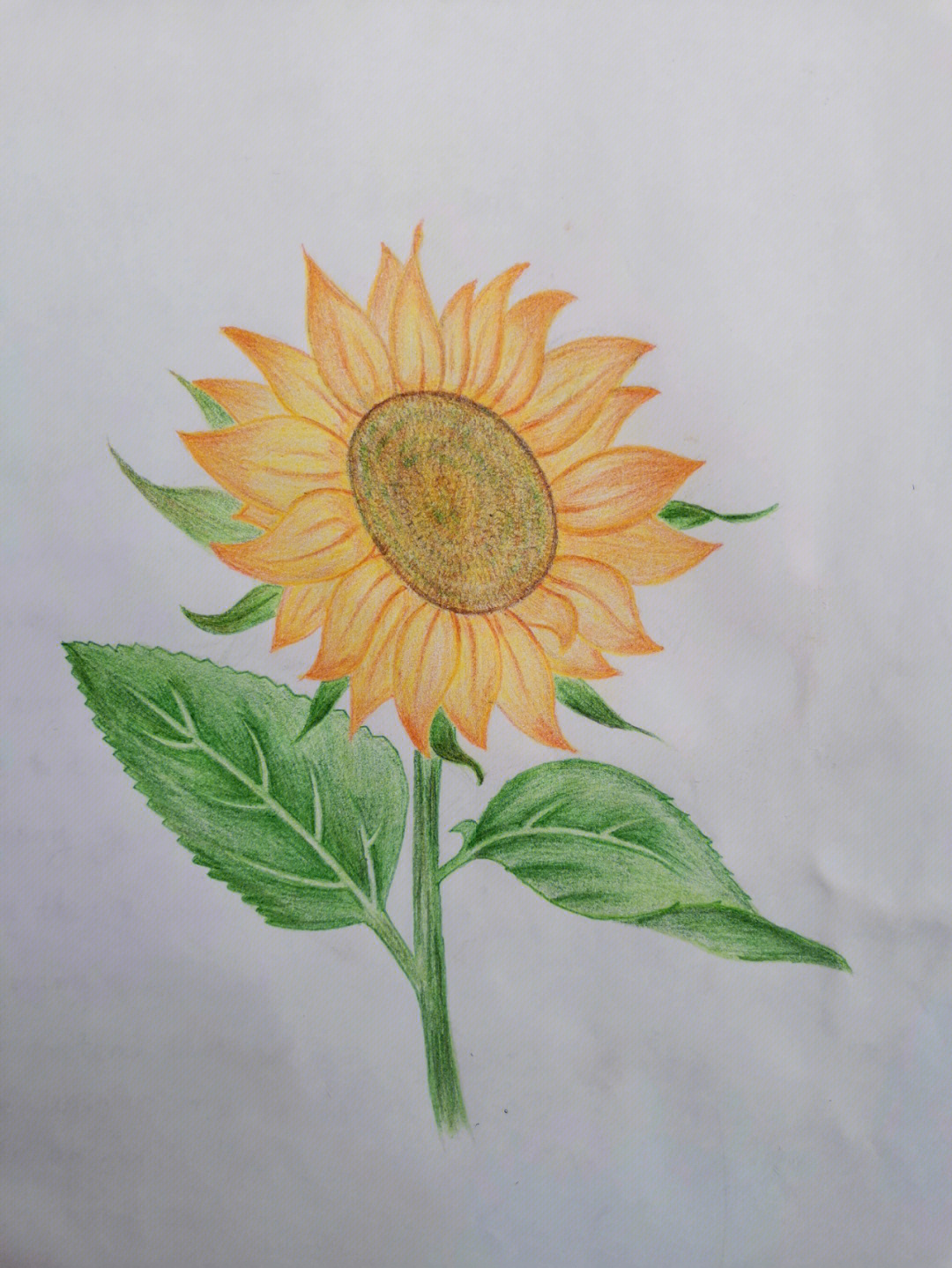向日葵的画法 彩铅图片