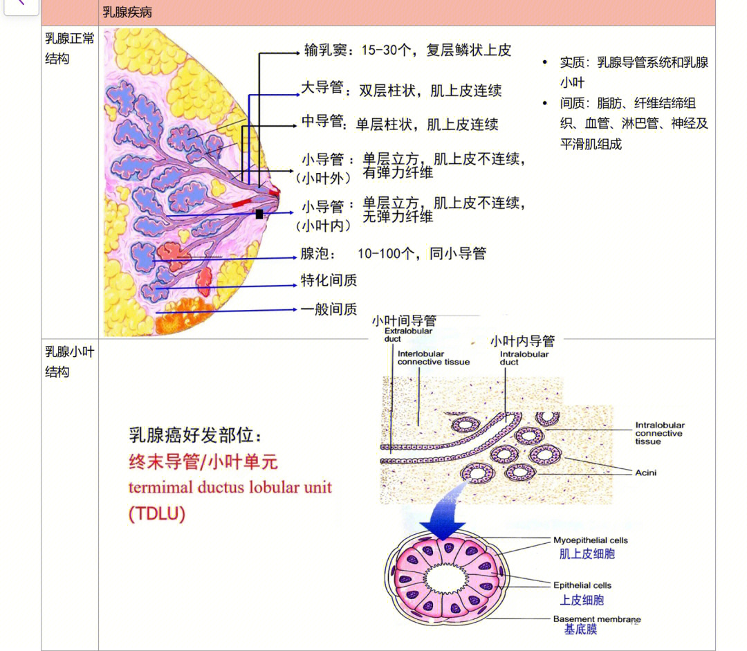 病理第十四章乳腺疾病