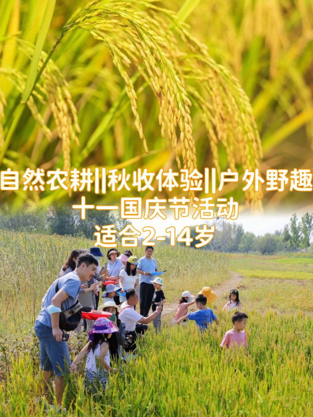 这个国庆,让小朋友们走进稻田,亲手收割打谷,让小朋友真实体验农民