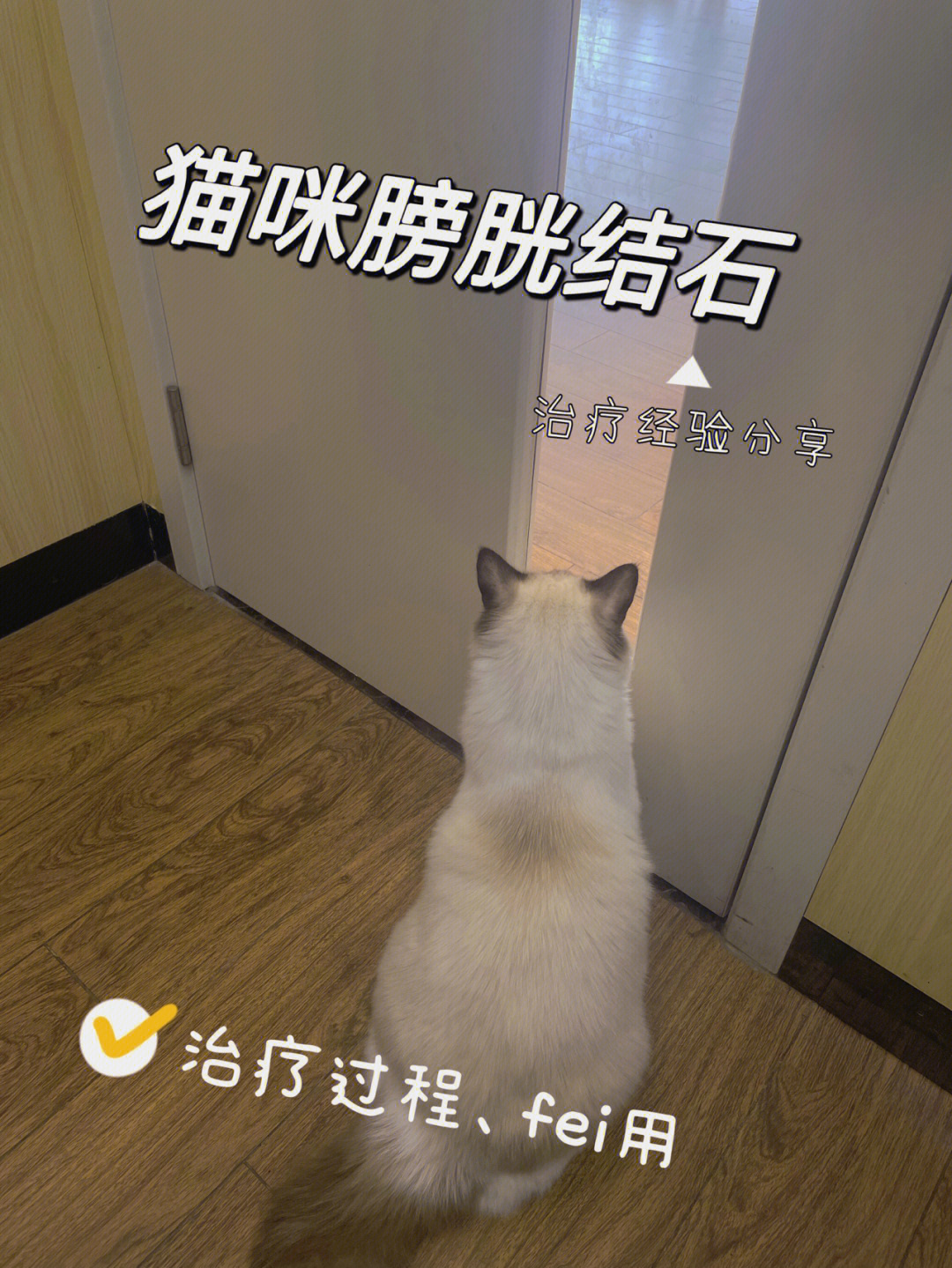 猫咪膀胱炎尿频尿血尿闭闭尿结石#疫情下的宠物秋冬公猫一定得监督