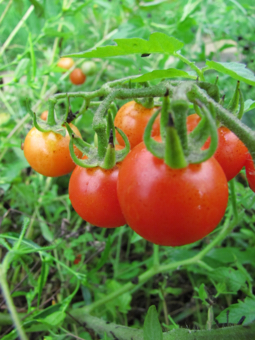 阵雨后的野生小番茄
