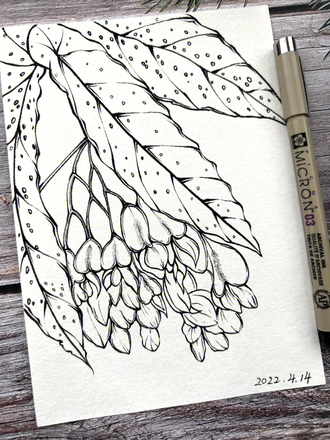 秋海棠花手绘图片
