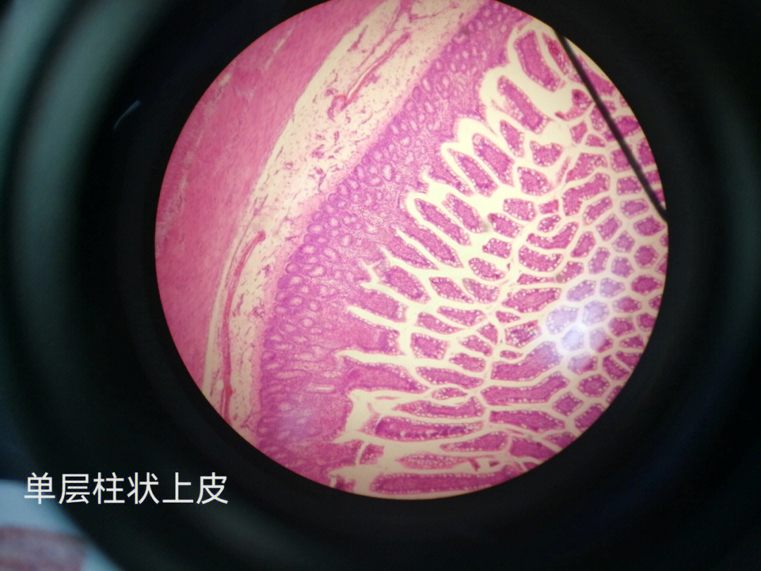 单层扁平上皮显微镜图图片