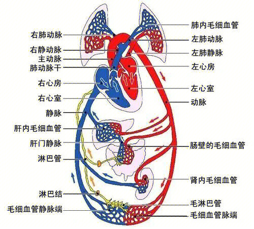 一张图学会病理局循和心血管疾病