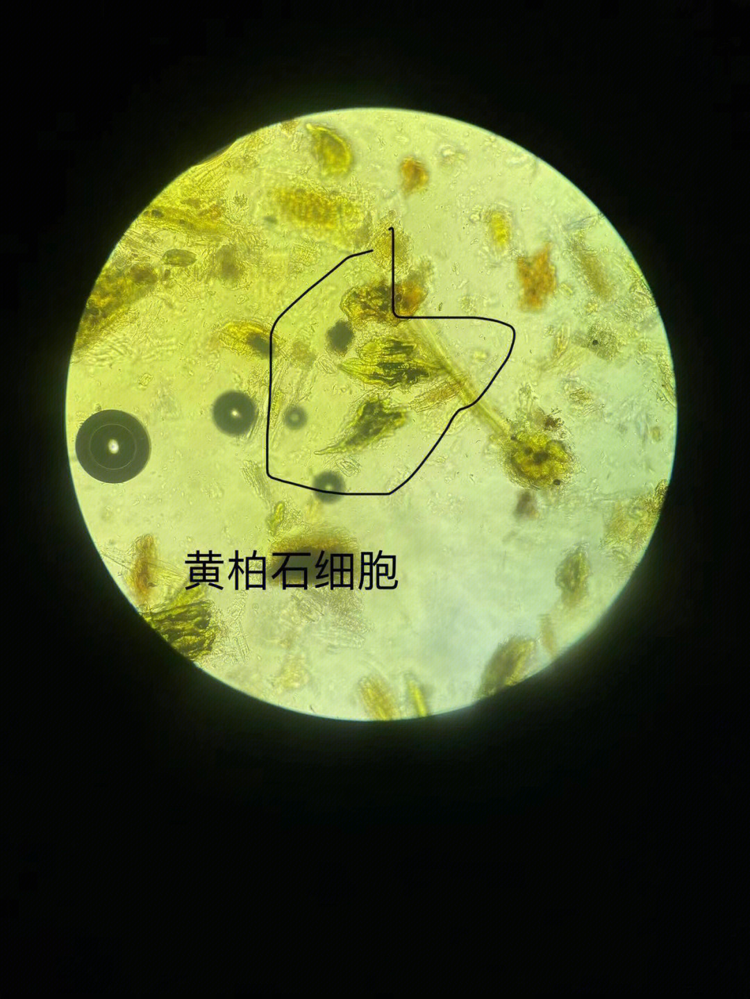黄柏粉末显微镜图图片