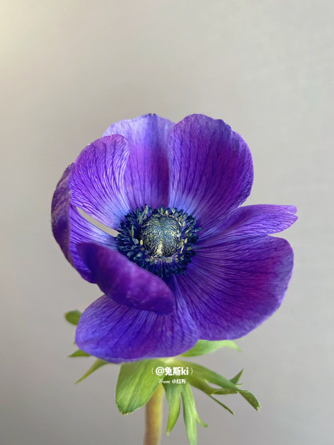 蓝色银莲花花语图片