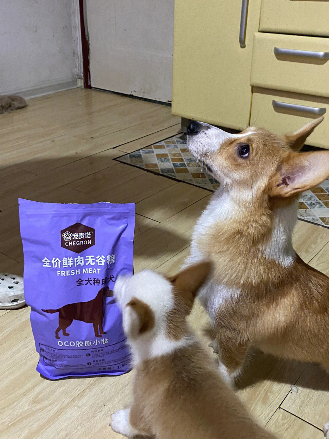 恶犬扑食