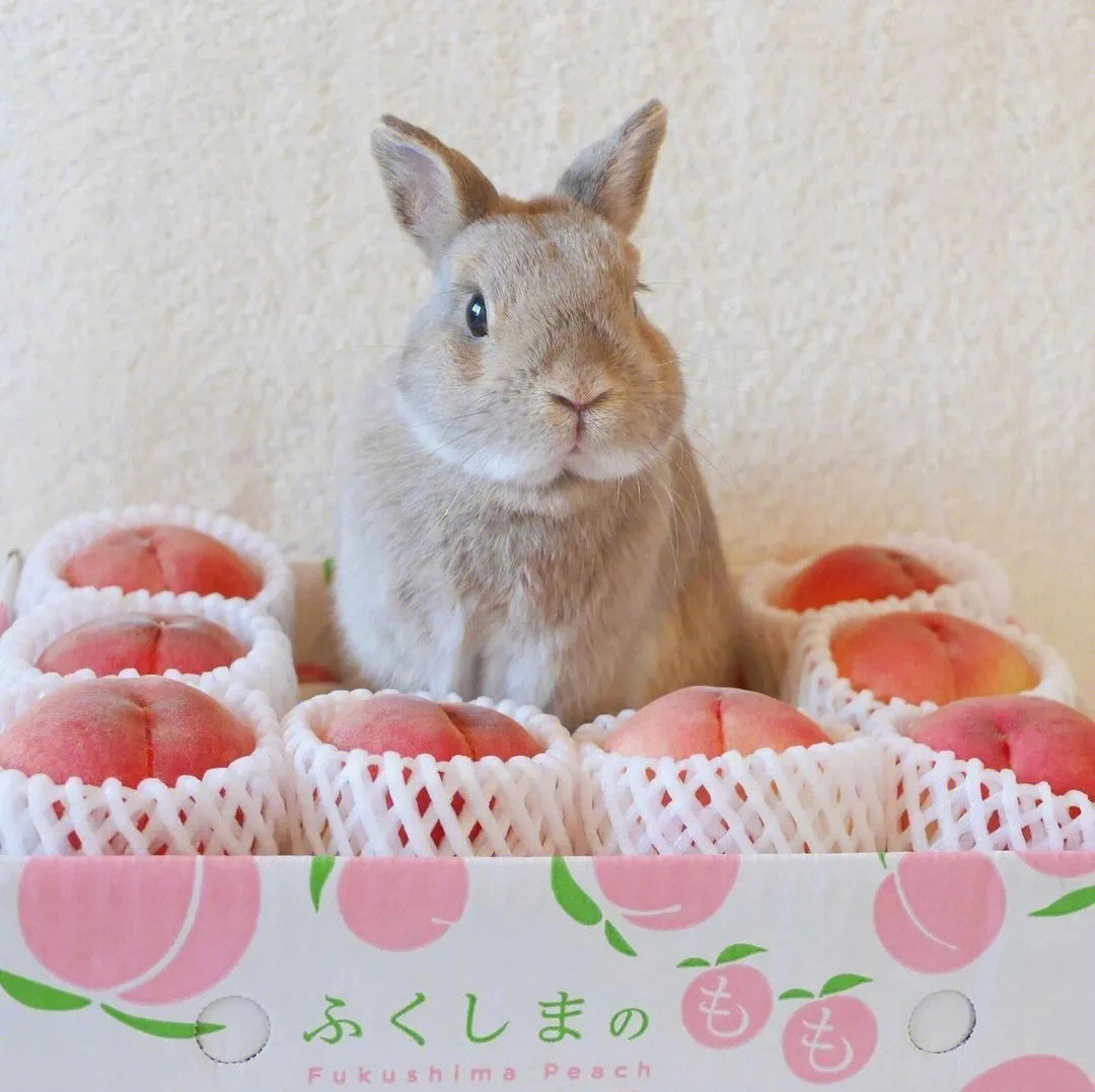 可爱的兔子头像