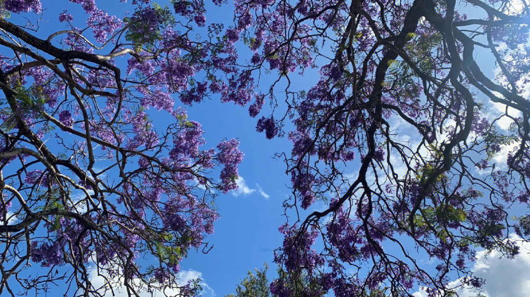 泡桐花和蓝花楹图片