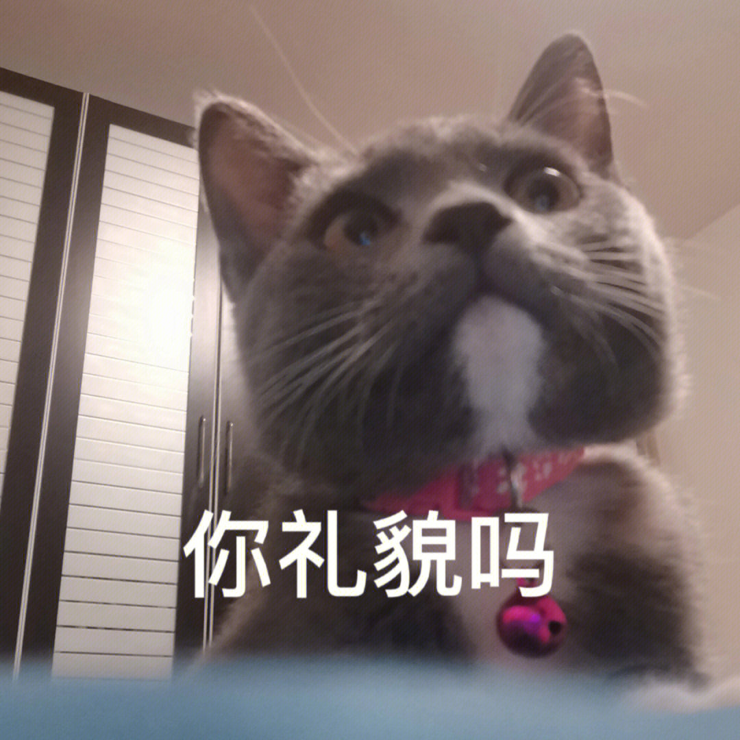 猫咪咬人表情包图片