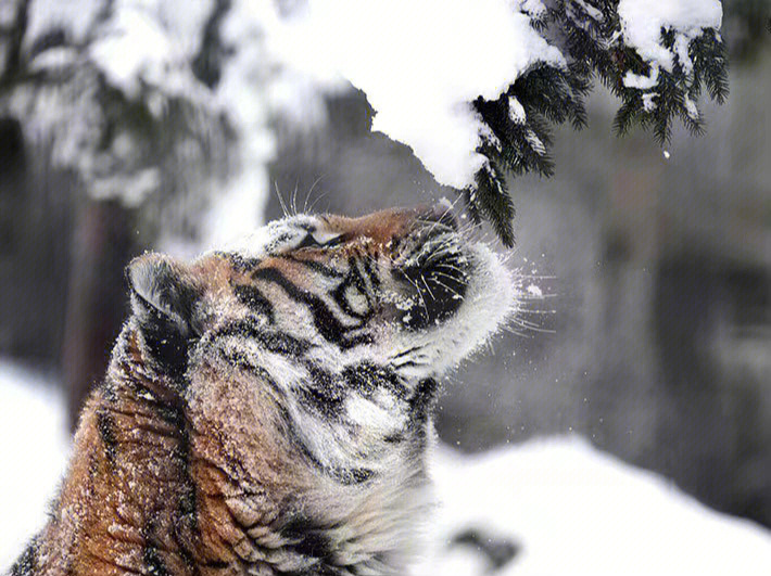 老虎雪人造型图片