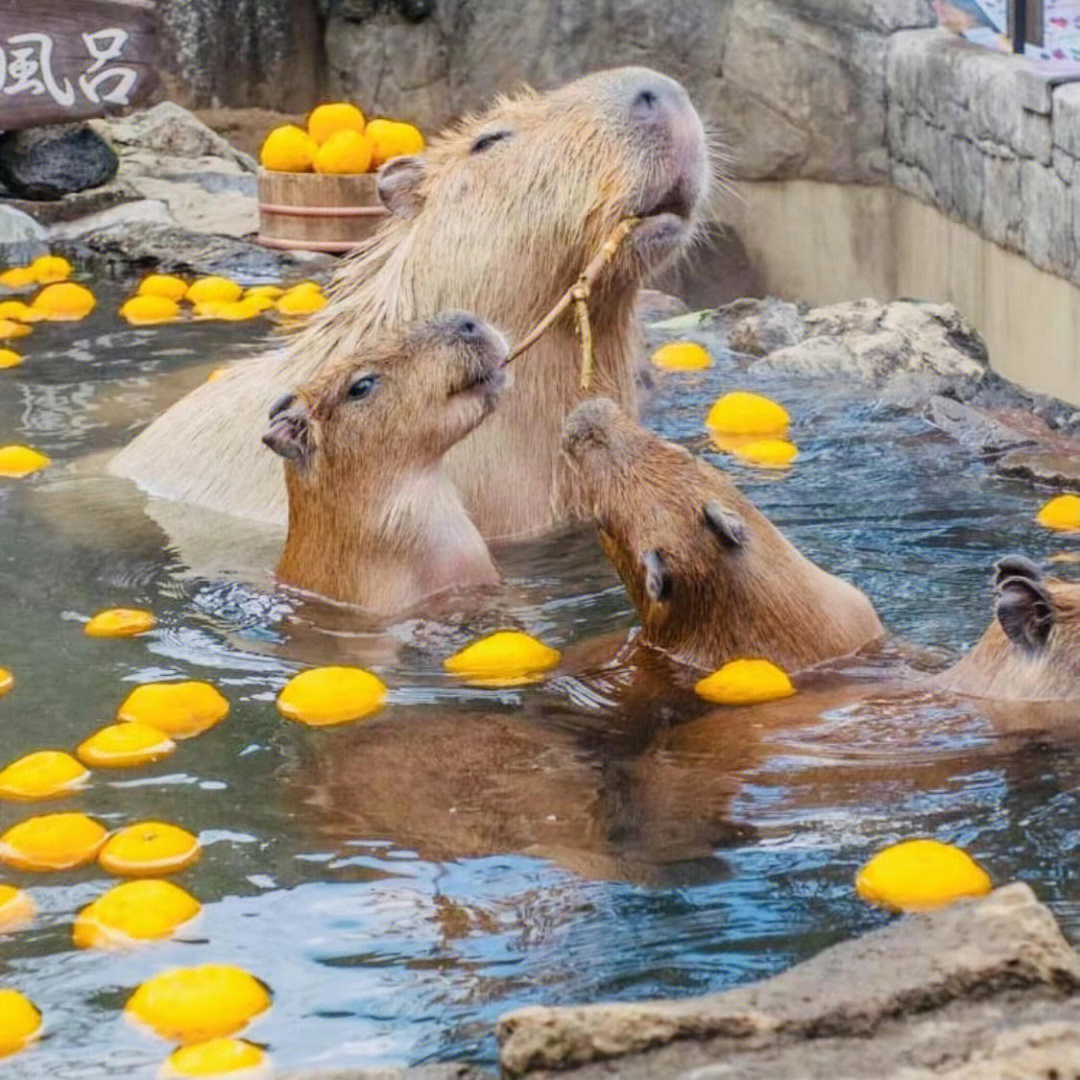 水豚泡着冬季限定橙子汤7615猴子排着队边泡汤变睡觉761597