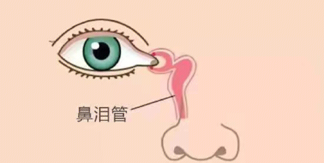 鼻钩突位置图片