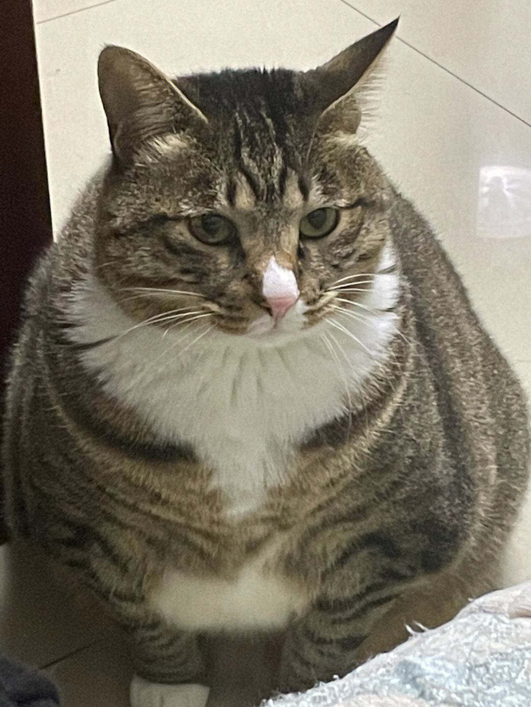 怎么会有这么胖的猫啊