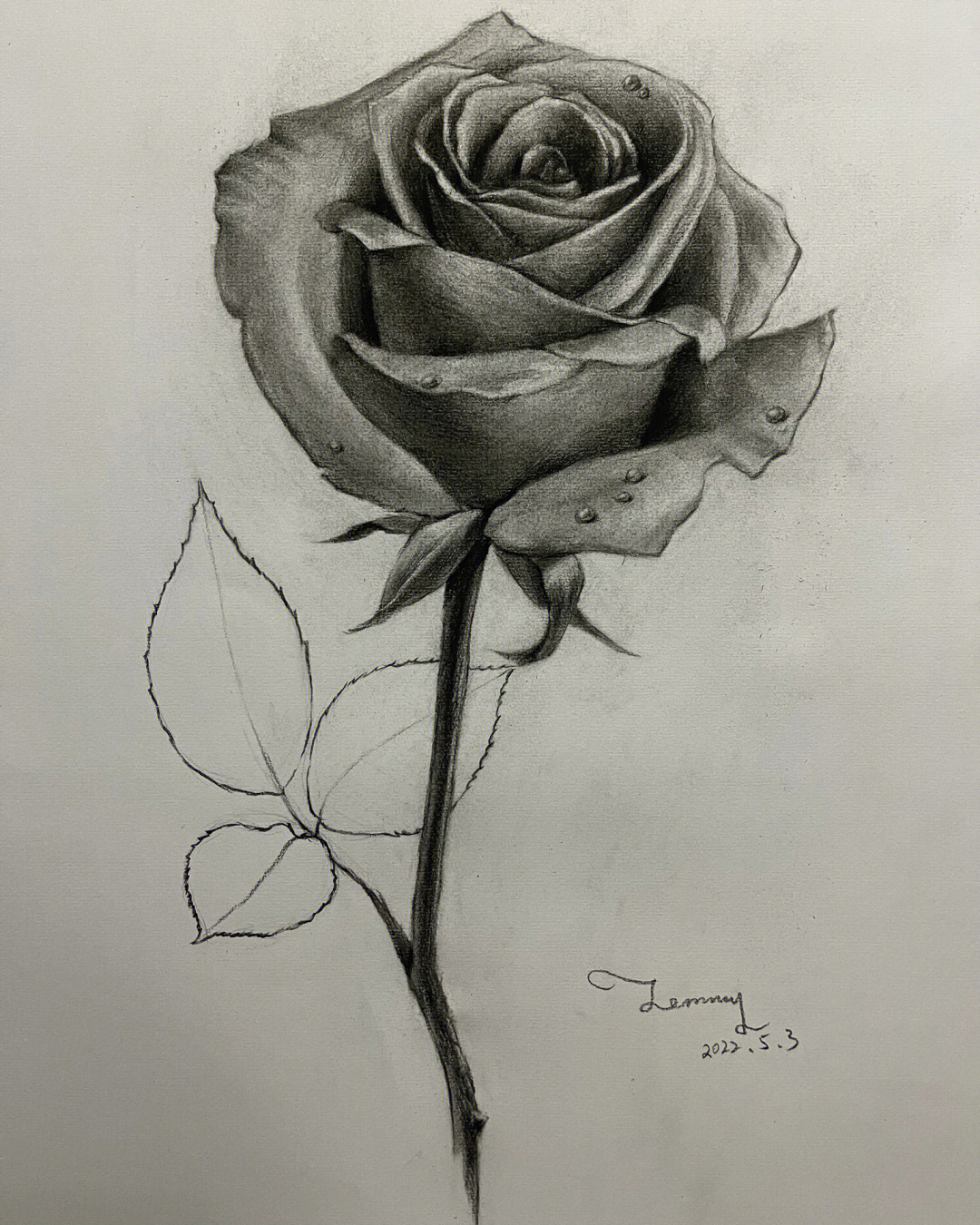精微素描玫瑰图片