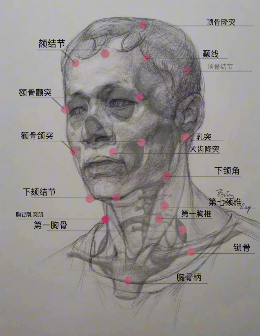 人脸骨架图图片