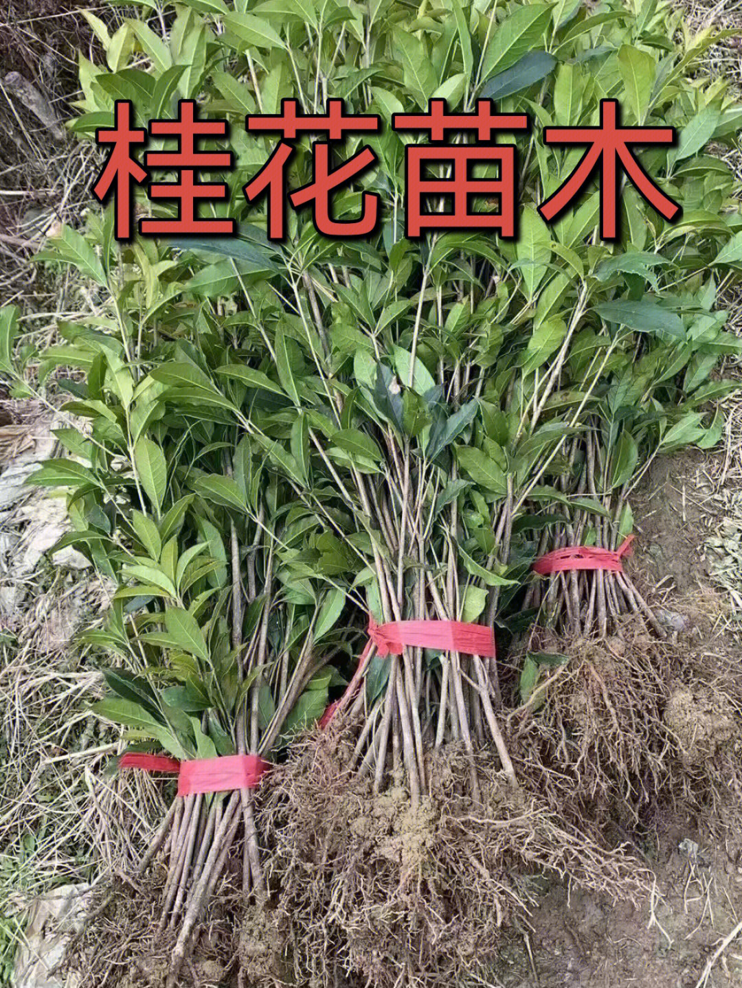 桂花苗木