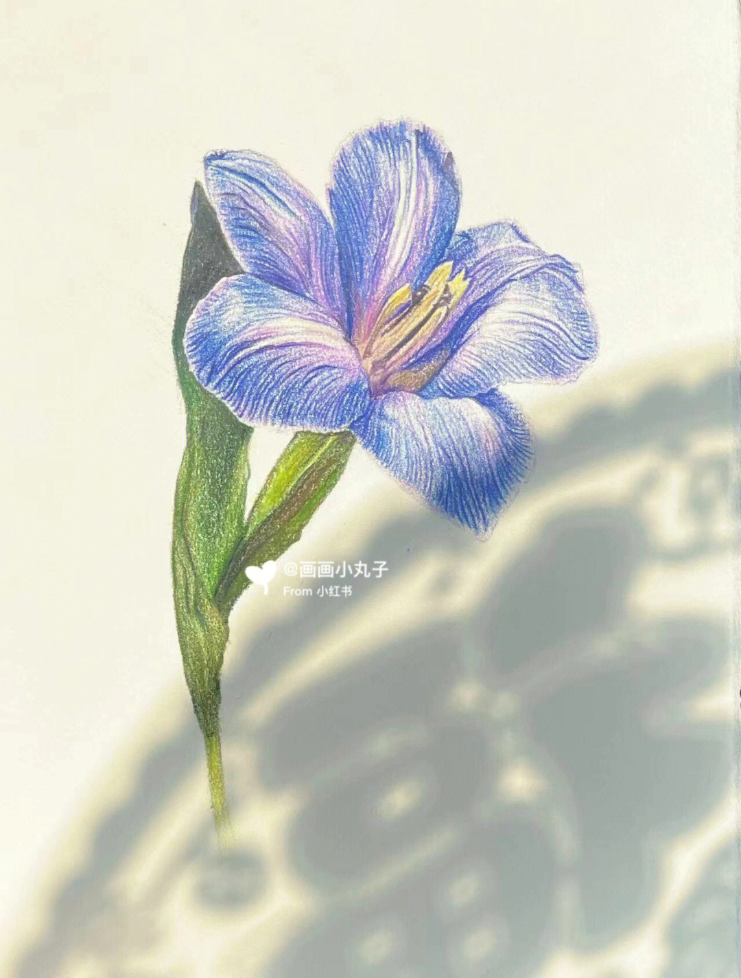 彩铅画送你一朵映着福气的小花花