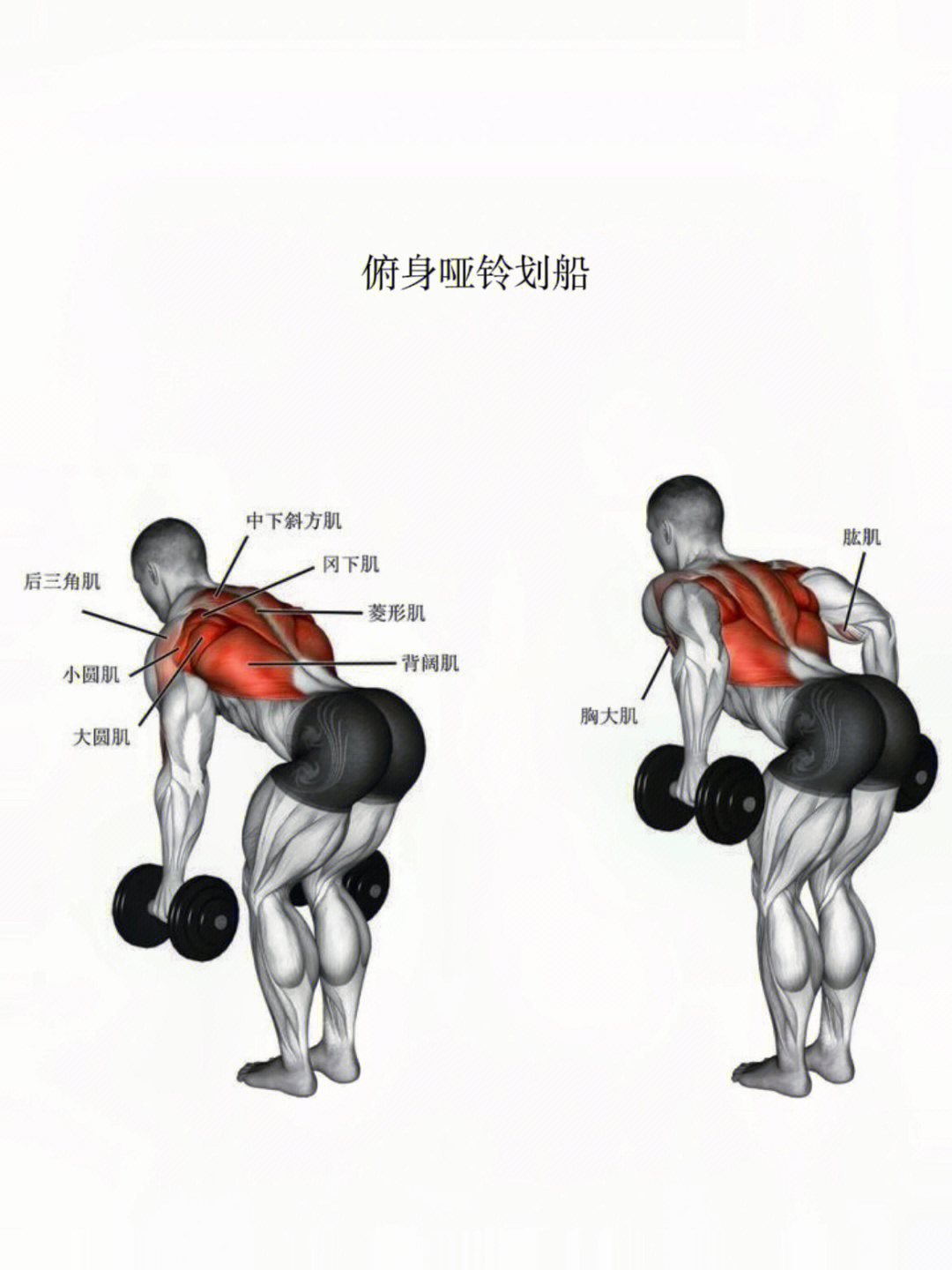 哑铃练臀部肌肉的动作图片
