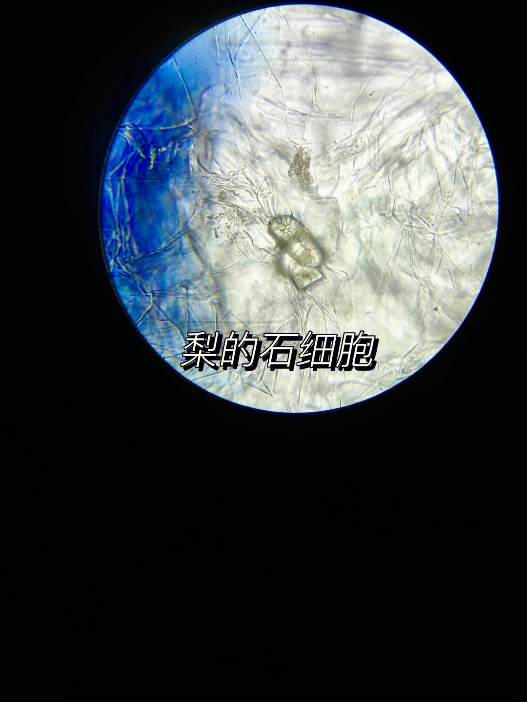 石细胞显微结构图图片