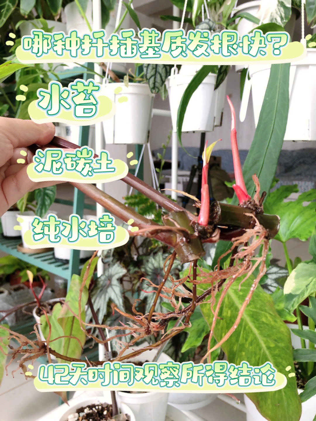 植物扦插手抄报图片