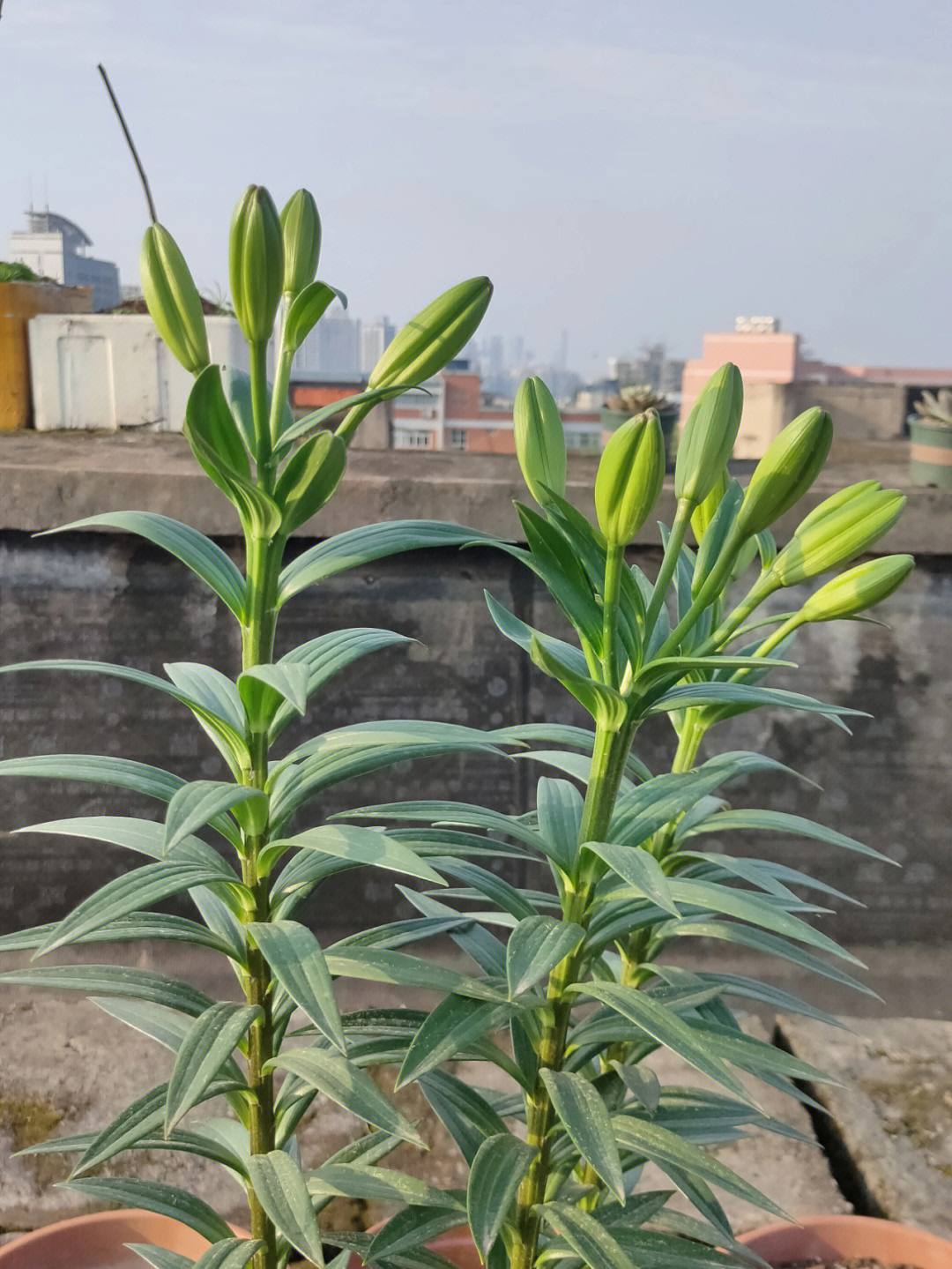 百合花带花苞的时候我觉得最好看