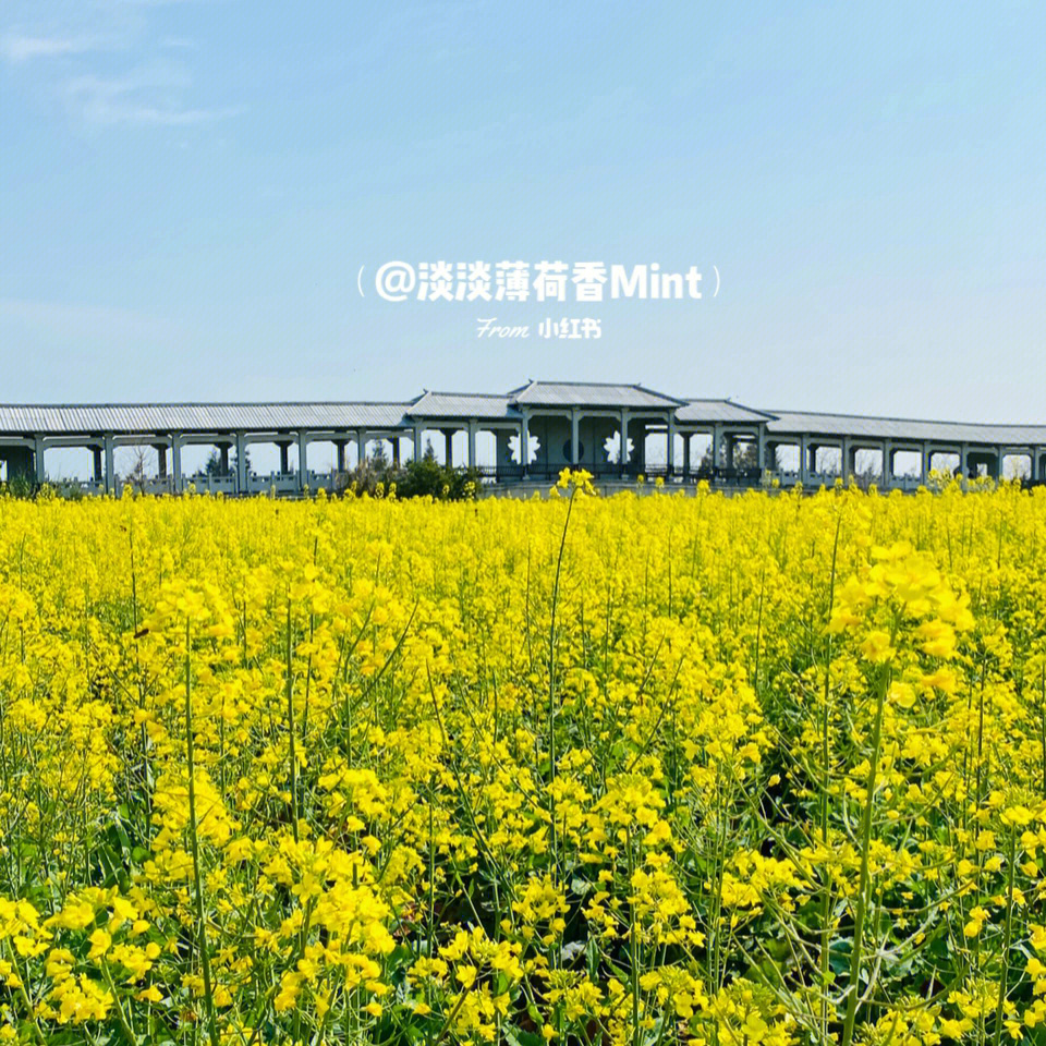 闽江河口湿地公园油菜花