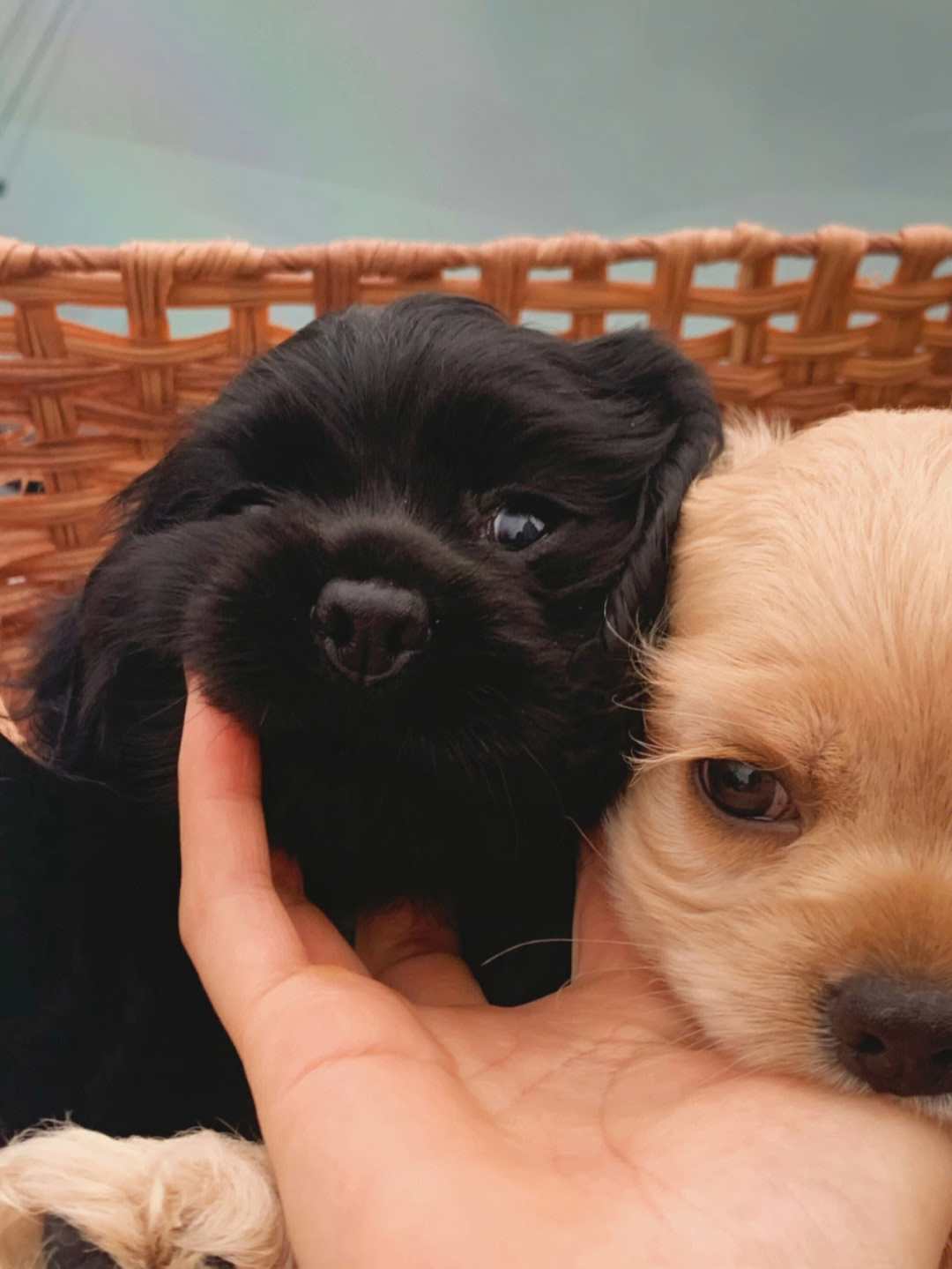 黑色可卡犬多少钱图片