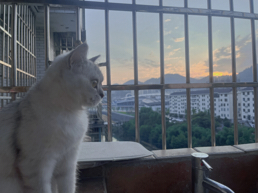 夕阳和猫咪安安