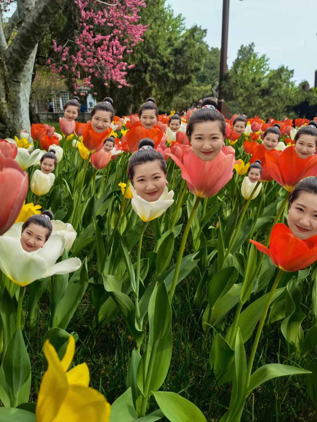 郁金香合照图片