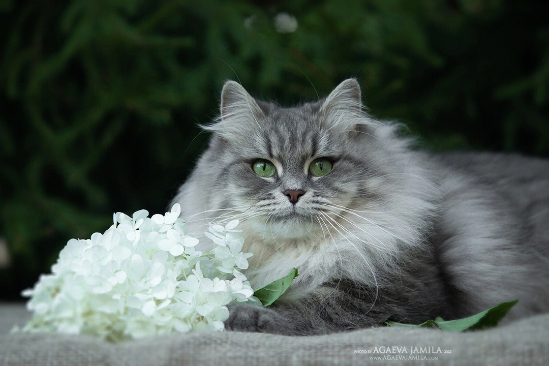 虎斑猫咪名字大全母猫图片