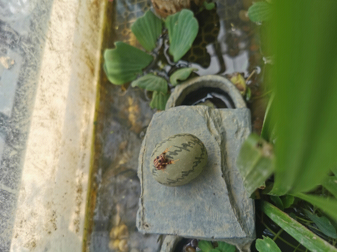 泥水缸养龟