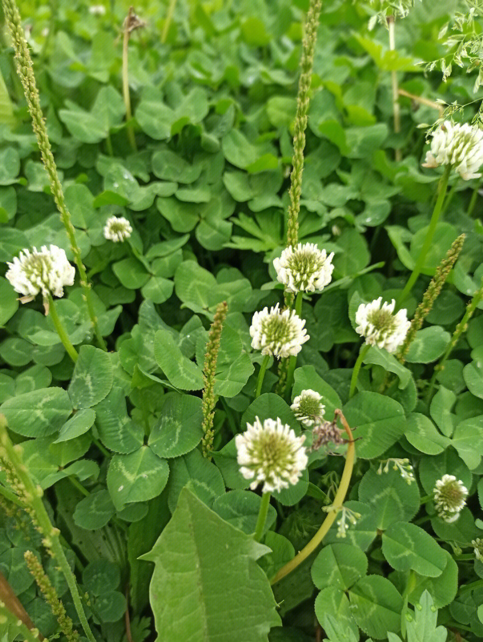 东北野草花二十一白车轴草