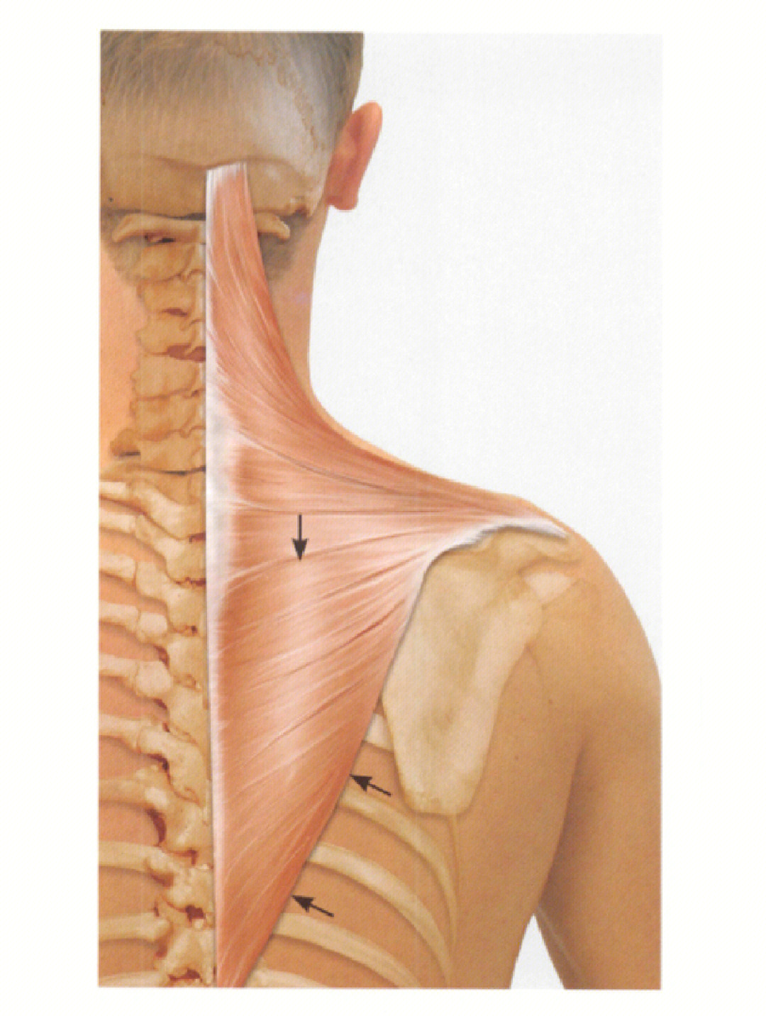 斜方肌起止点图片图片