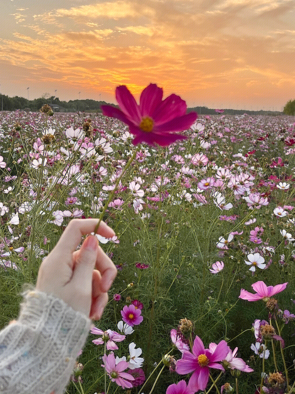 手拿花背影图片唯美图片