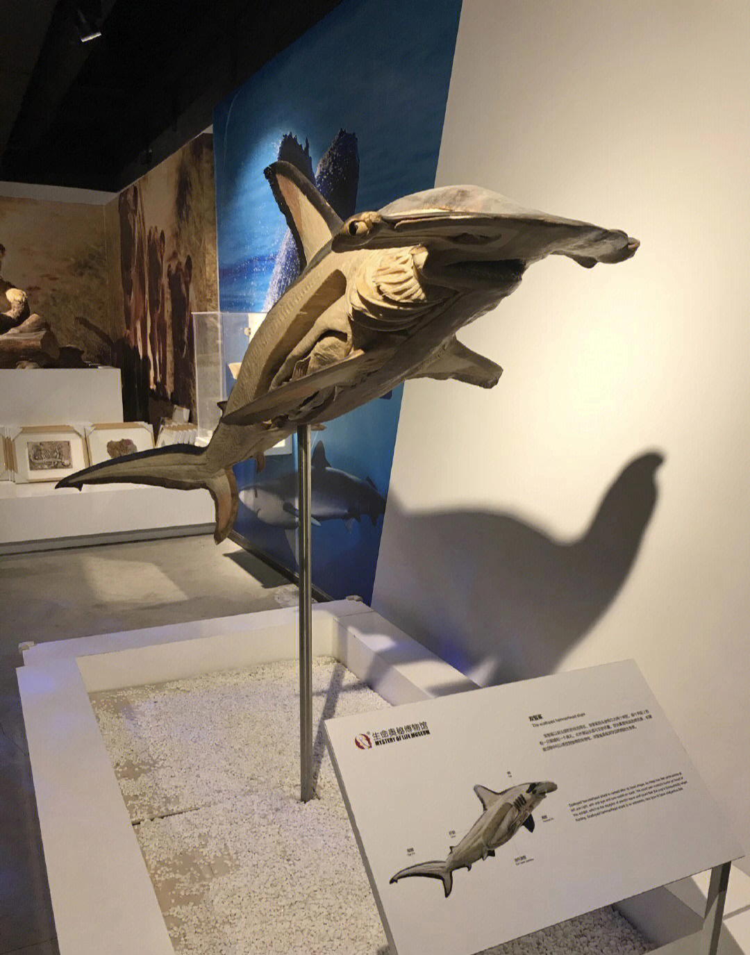 展览内容:抹香鲸洋洋塑化标本展览亮点:世界上第一只被塑化的抹香鲸