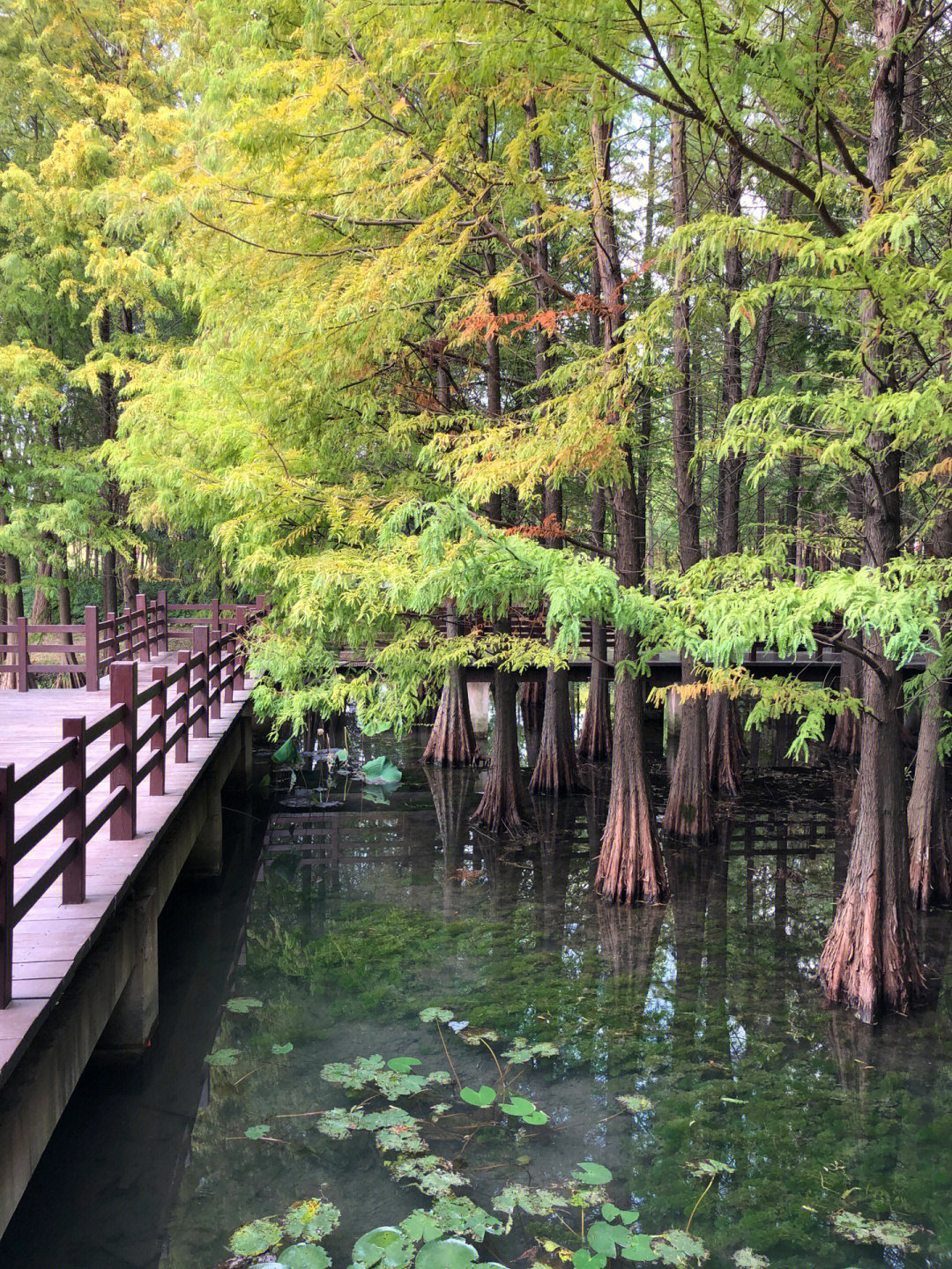 苏州虎丘湿地公园简介图片