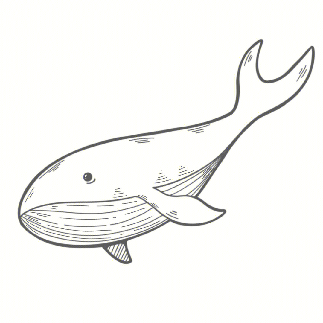 海洋动物绘画画法图片