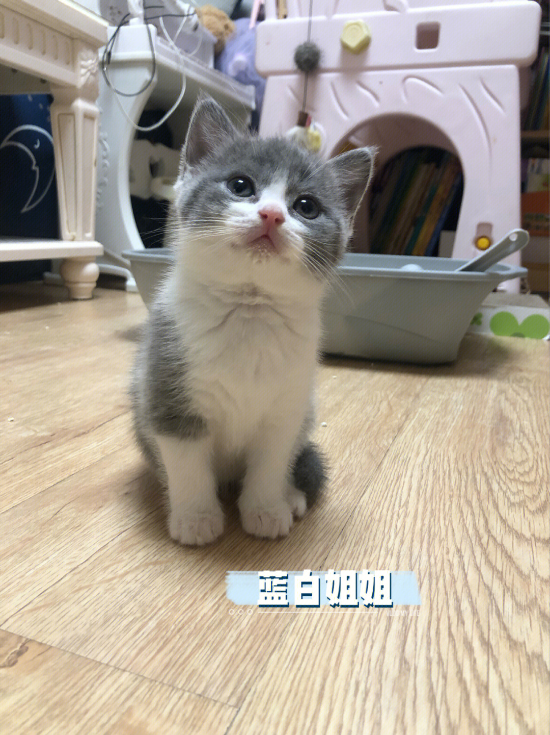 英短蓝猫