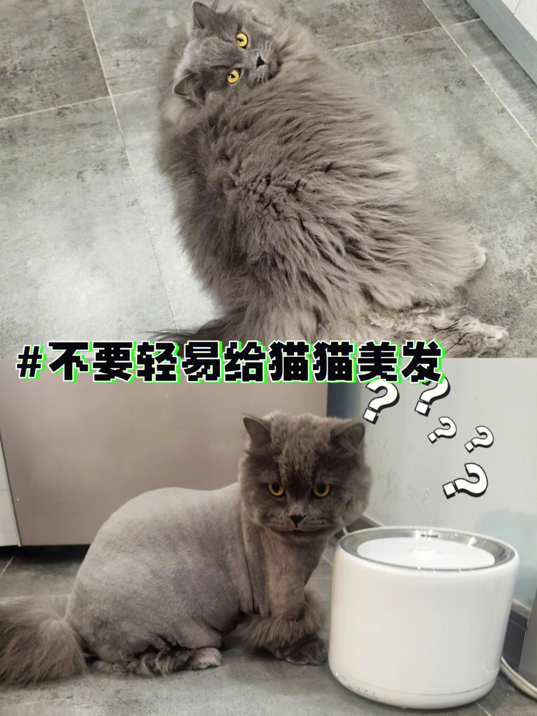 夏天了你有想过给猫子剃毛嘛01看下再决定