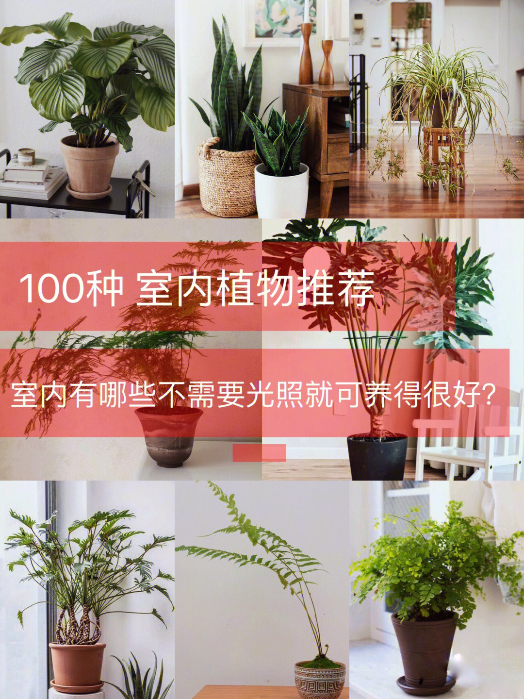 100种室内植物推荐超耐阴盆栽植物2128