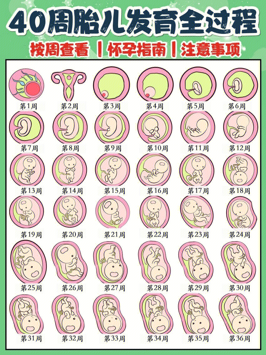 孕期40周胎儿发育过程图和注意事项