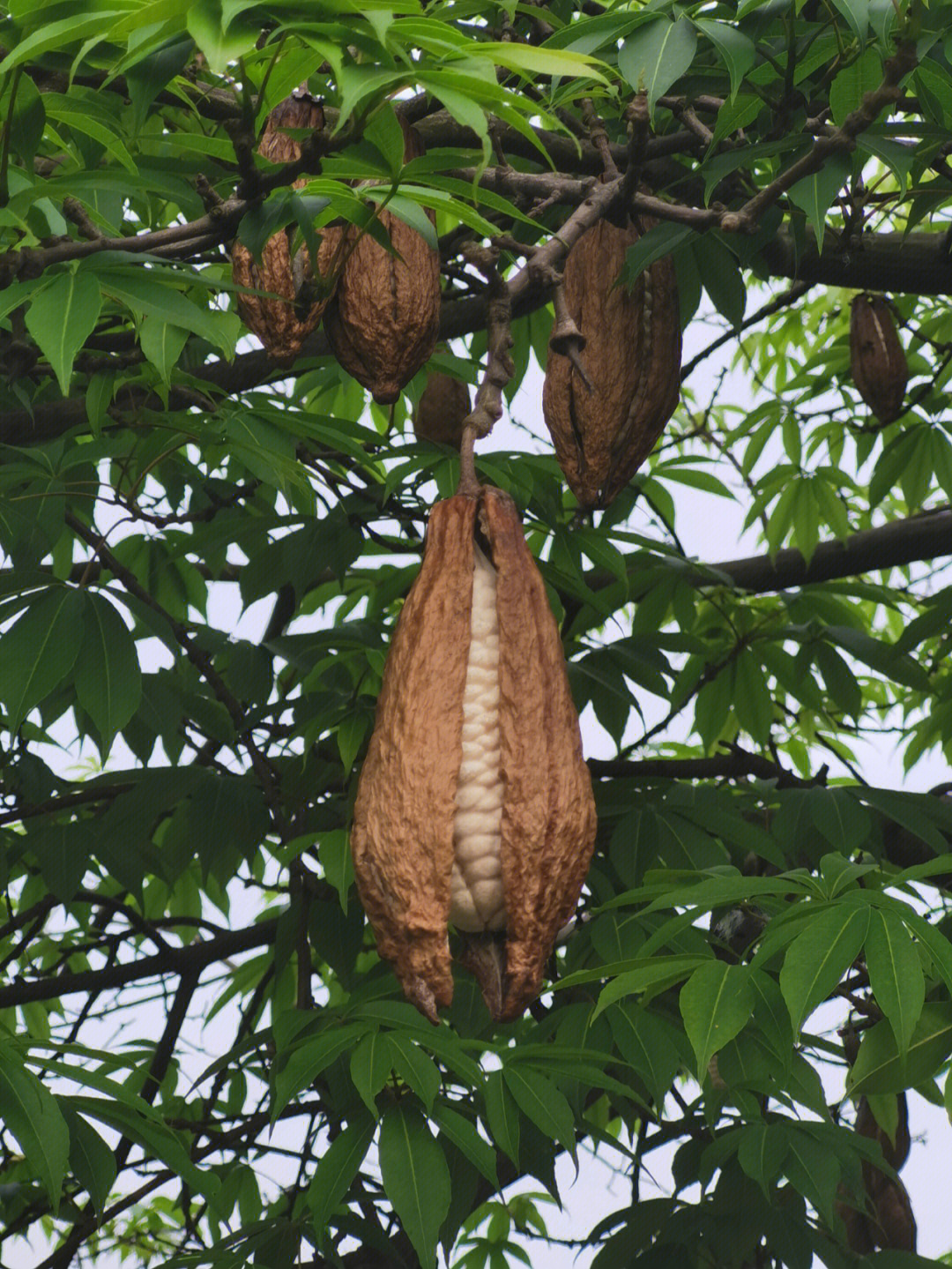 异木棉,也叫大腹木棉,原产于南美,它的果实跟木棉非常相似.