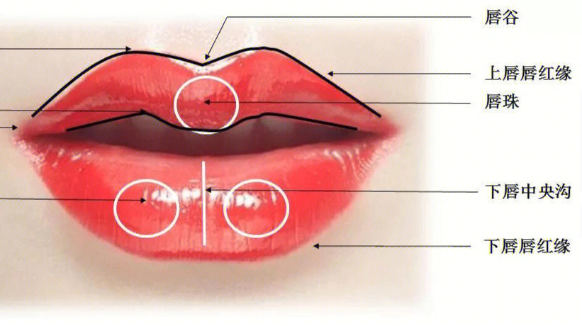 标准唇比例图解图片