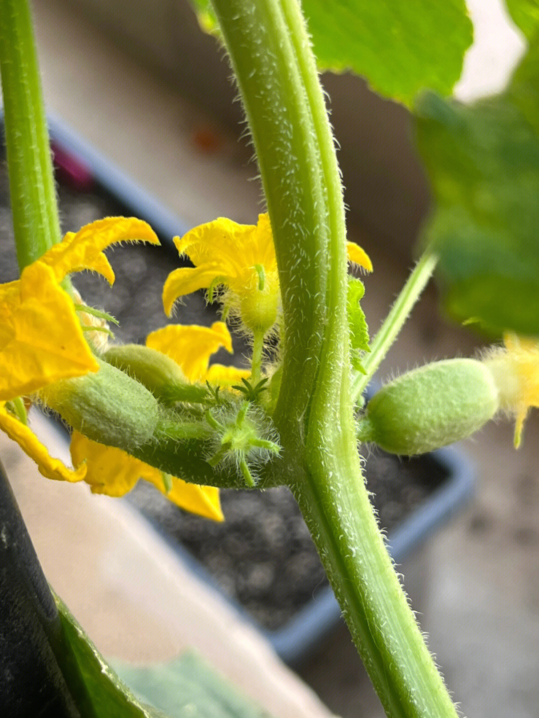 求问黄瓜一节开几朵雌花是不是只能留1朵