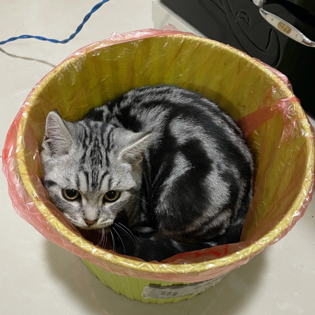 你们家的猫也喜欢钻垃圾桶吗