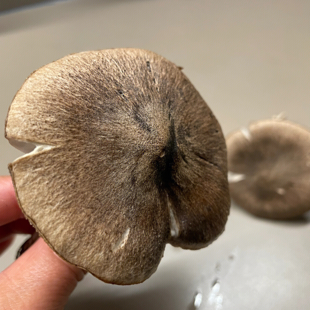 这是不是棕灰口蘑又叫小灰蘑