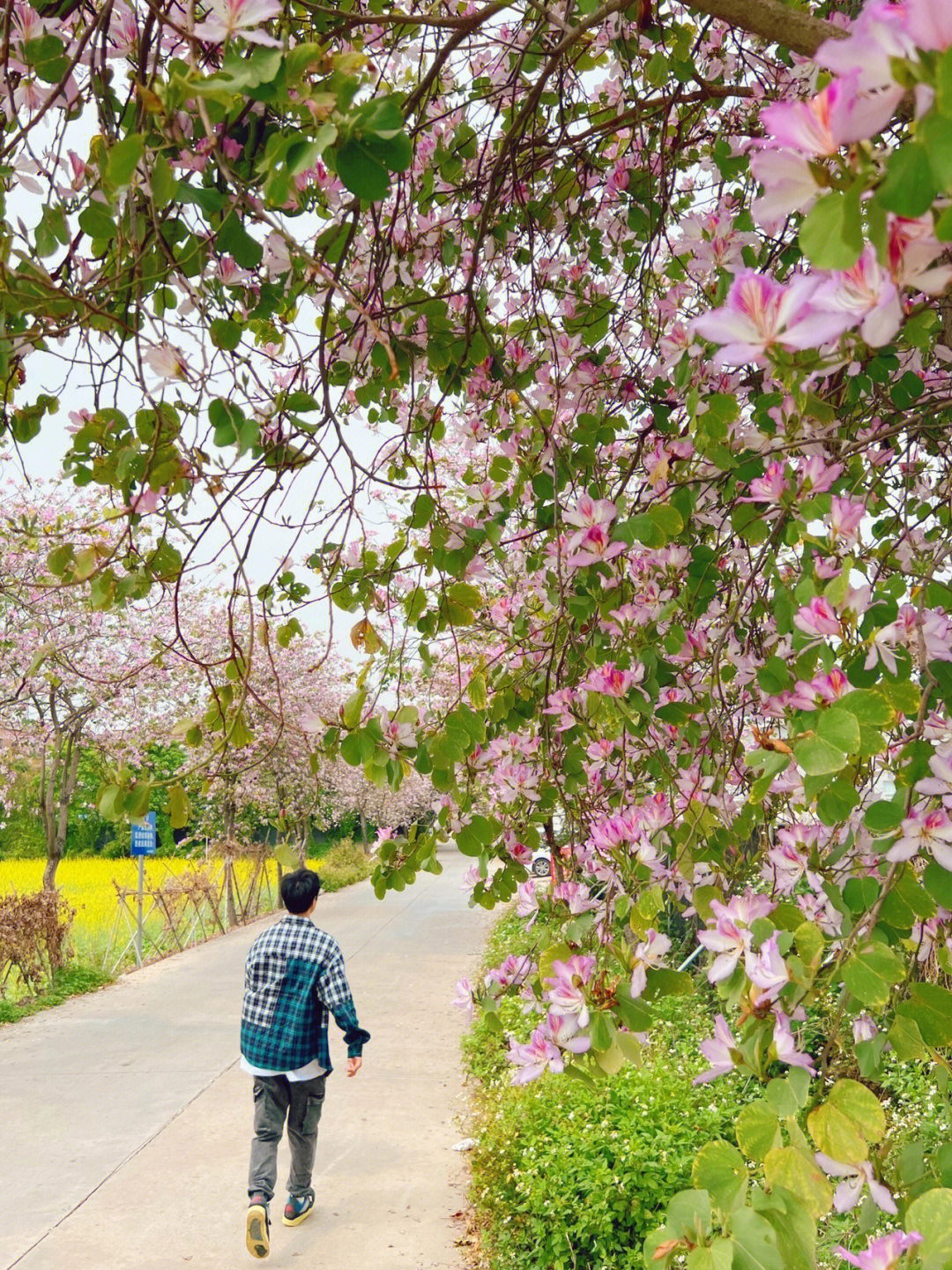 宫粉紫荆